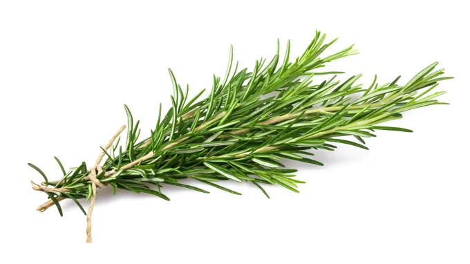 where can i get rosemary plant