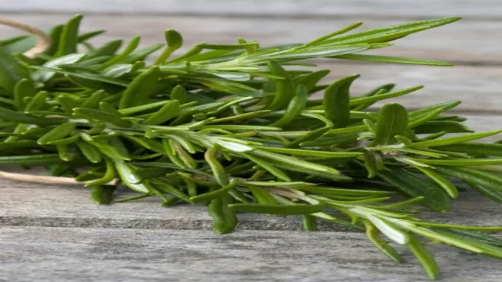 Where Can I Get Rosemary Plant? Discover the Best Places to Buy Rosemary Plants for Your Garden