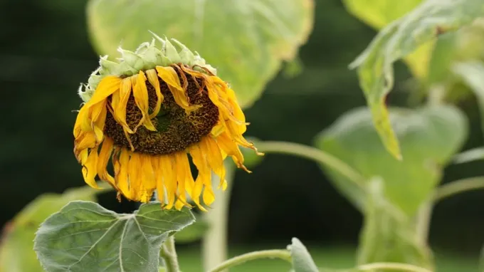 where can i get sunflowers