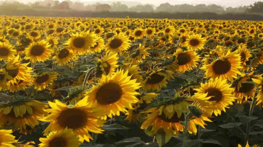 Where Can I Get Sunflowers? Discover Top Places to Find Stunning Sunflower Blooms