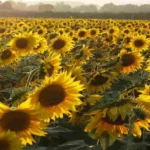 Where Can I Get Sunflowers? Discover Top Places to Find Stunning Sunflower Blooms