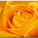 Where Can I Get Yellow Roses? Explore the Best Places to Find Vibrant Yellows