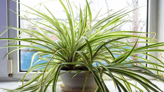 where can i purchase a spider plant