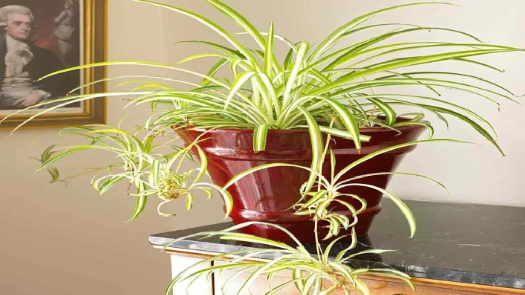 Where Can I Purchase a Spider Plant? Find the Best Options Here