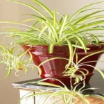 Where Can I Purchase a Spider Plant? Find the Best Options Here