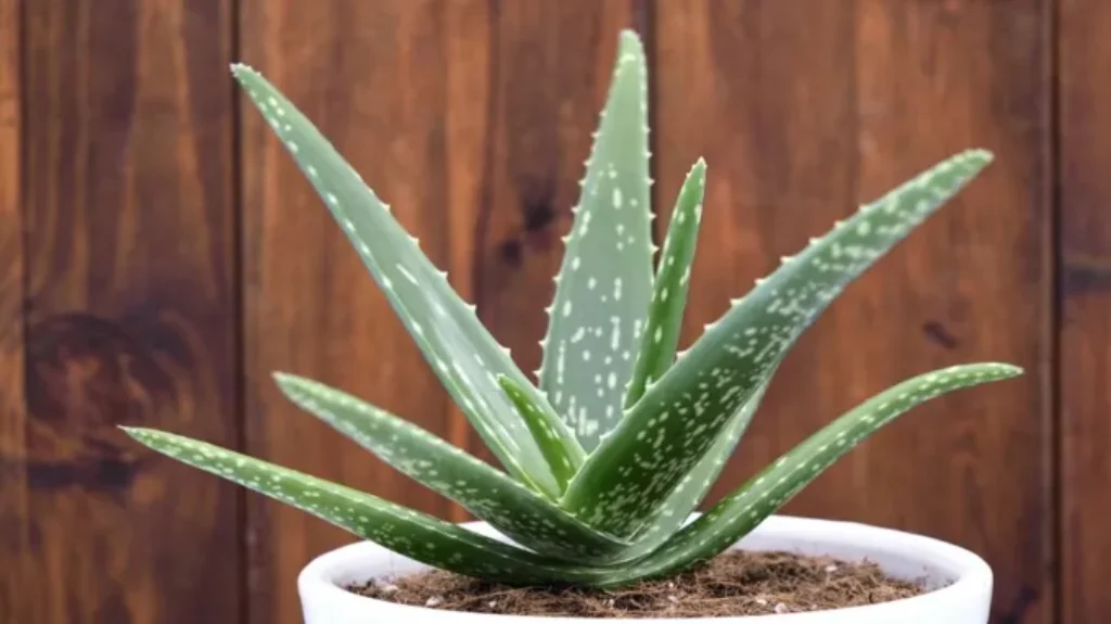 Where Can You Find Aloe Vera? Discover the Top Locations for This Skin-Soothing Plant