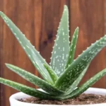 Where Can You Find Aloe Vera? Discover the Top Locations for This Skin-Soothing Plant