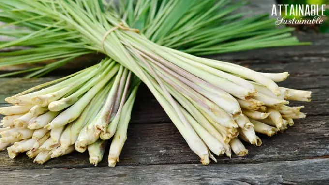 where can you find lemongrass