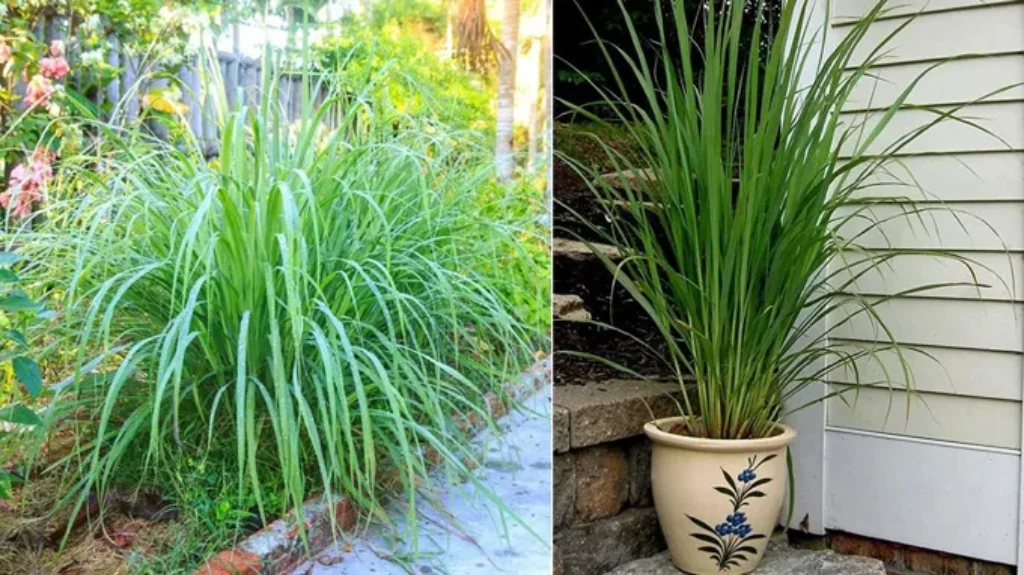 Where Can You Find Lemongrass: Top Places to Source Fresh Lemongrass