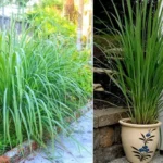 Where Can You Find Lemongrass: Top Places to Source Fresh Lemongrass