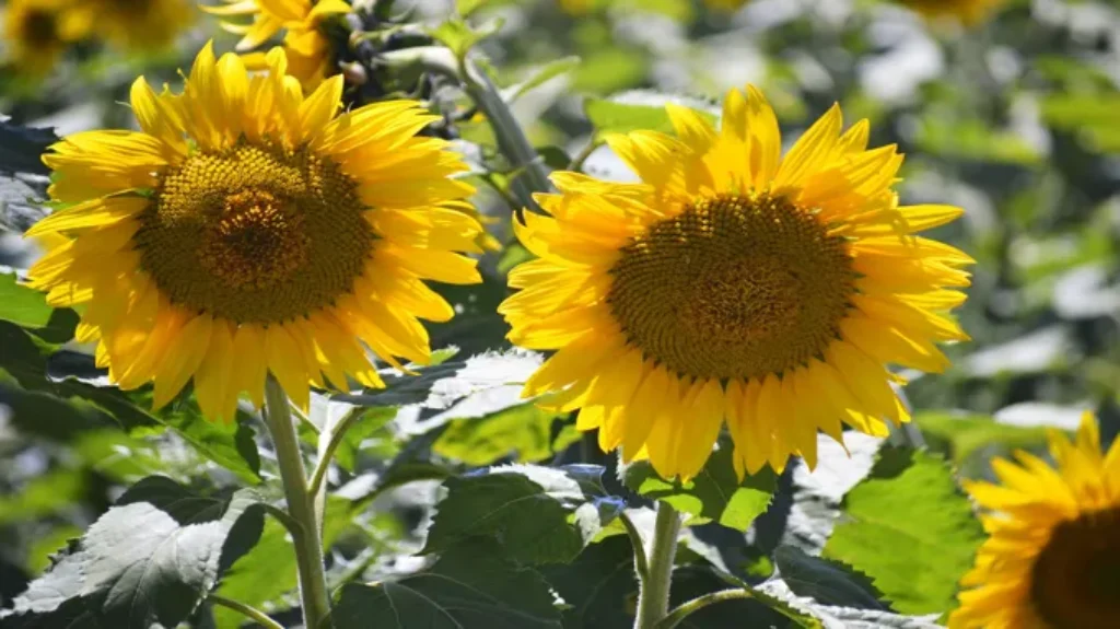 Where Do They Sell Sunflowers Online and In-Store: A Shopper’s Guide