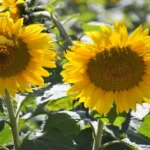 Where Do They Sell Sunflowers Online and In-Store: A Shopper’s Guide