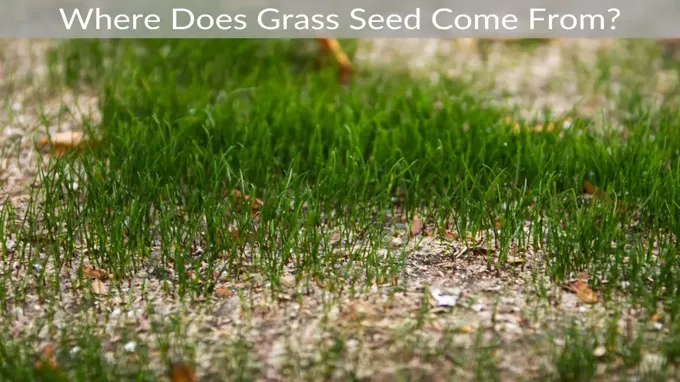 where does grass seed come from