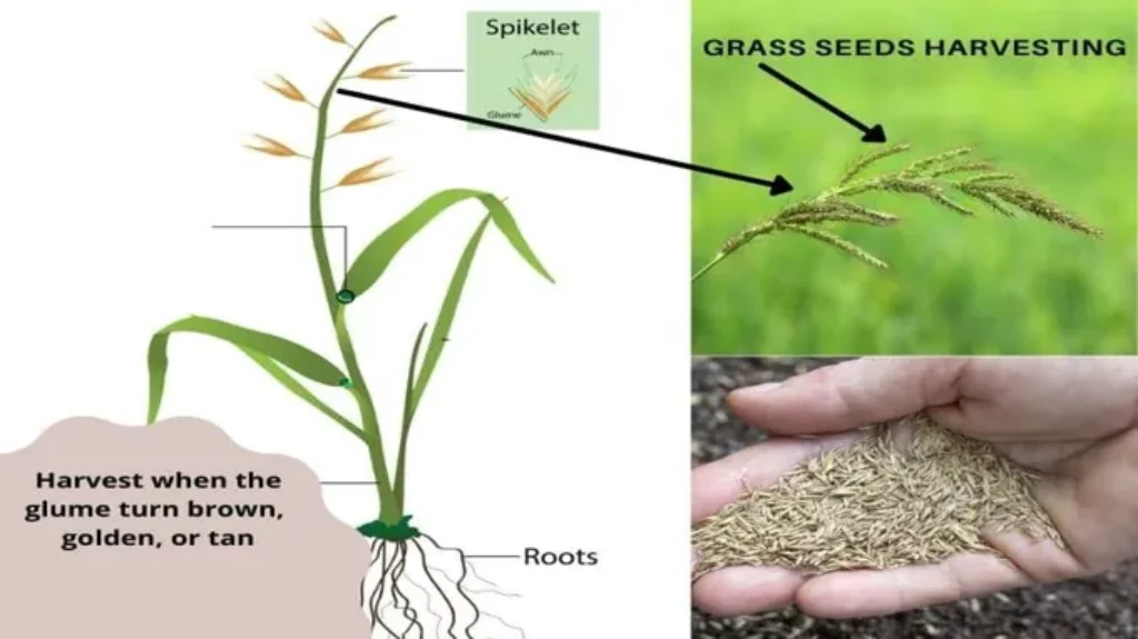 Where Does Grass Seed Come From? A Comprehensive Guide to the Origins and Sources of Grass Seed