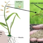 Where Does Grass Seed Come From? A Comprehensive Guide to the Origins and Sources of Grass Seed