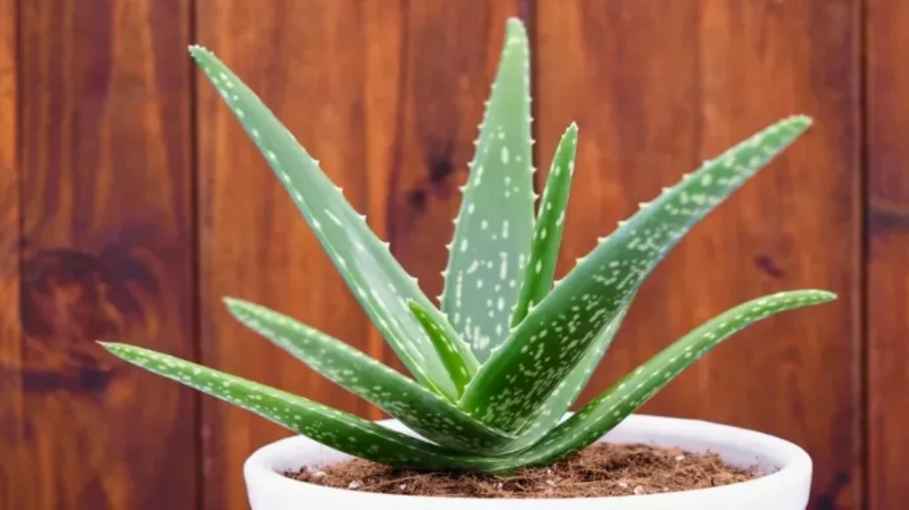 Where to Find Aloe Vera Plant: Explore Local Nurseries and Garden Centers