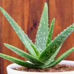 Where to Find Aloe Vera Plant: Explore Local Nurseries and Garden Centers