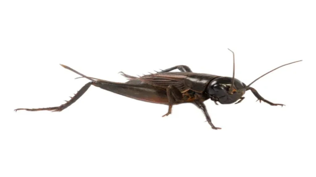 Where to Find Crickets Outside: A Guide to Locating these Nocturnal Insects