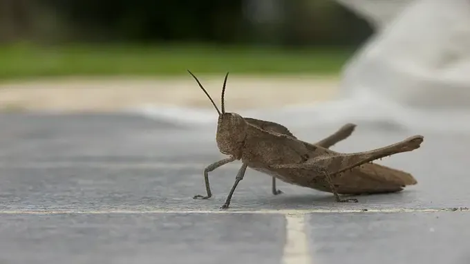 where to find crickets outside