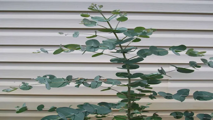 where to find eucalyptus plant