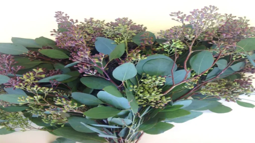 Where to Find Eucalyptus Plant: Explore the Natural Habitats