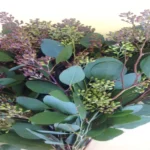 Where to Find Eucalyptus Plant: Explore the Natural Habitats