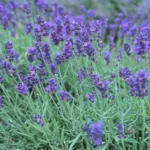 Where to Find Lavender Plants: A Guide to Locating this Fragrant Flower