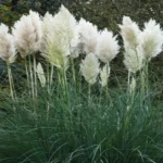 Where to Find Pampas Grass: Your Ultimate Guide to Locating This Popular Decorative Grass