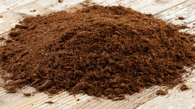 where to find peat moss