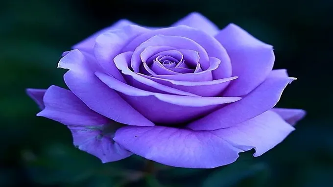 where to find purple roses