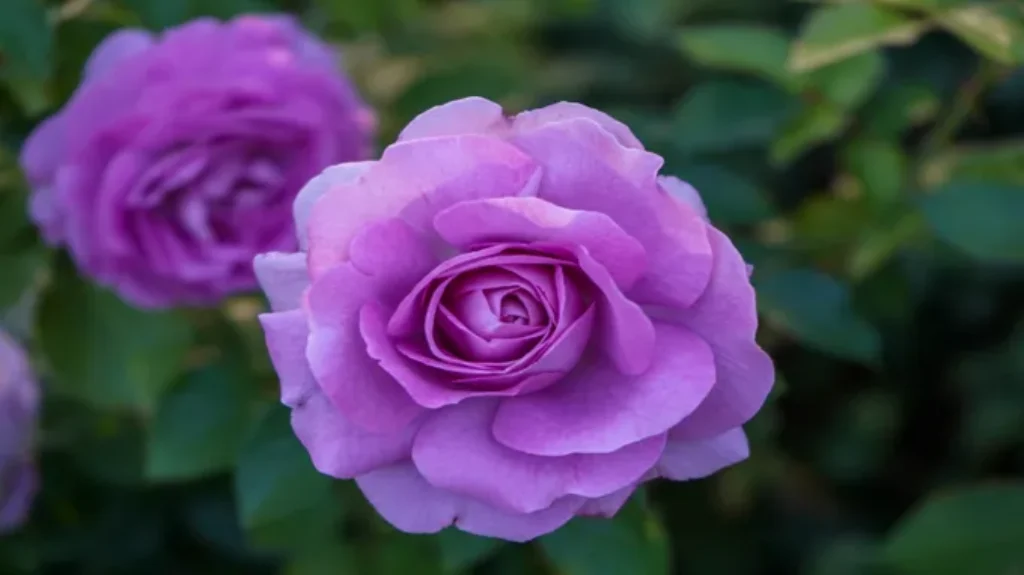 Where to Find Purple Roses: The Ultimate Guide for Flower Enthusiasts