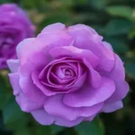 Where to Find Purple Roses: The Ultimate Guide for Flower Enthusiasts