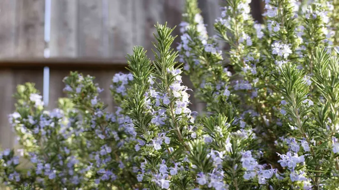 where to find rosemary plant