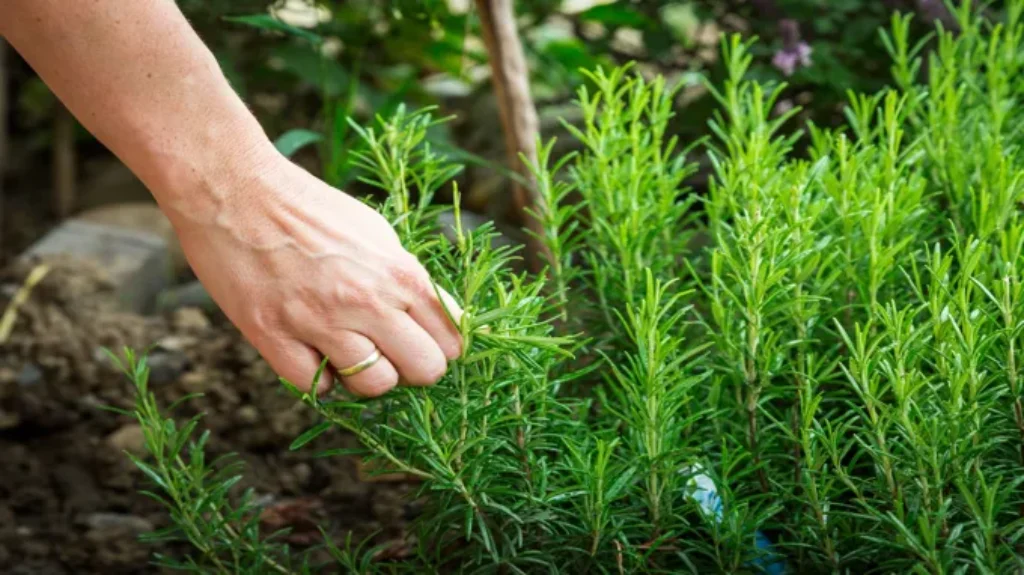 Where to Find Rosemary Plant: 5 Locations to Get Fresh Herbs