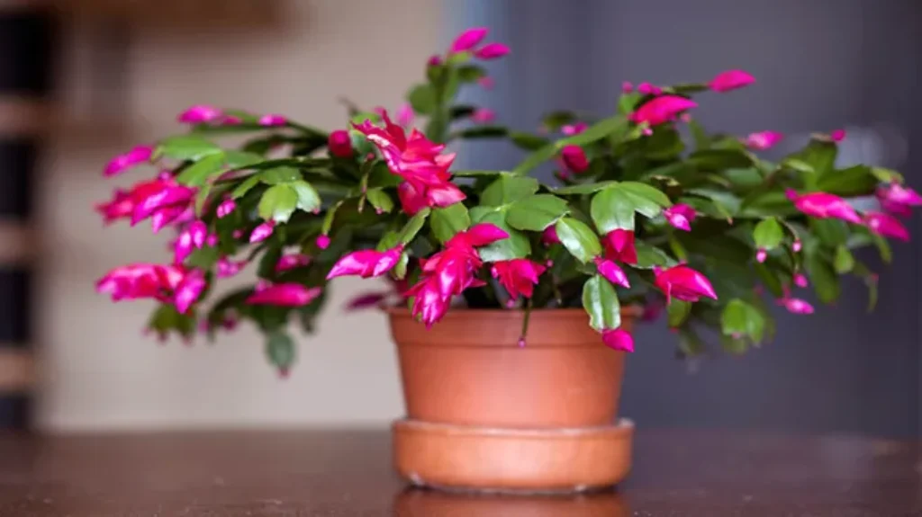 Where to Get a Christmas Cactus: Discover the Best Places to Buy Your Holiday Plant