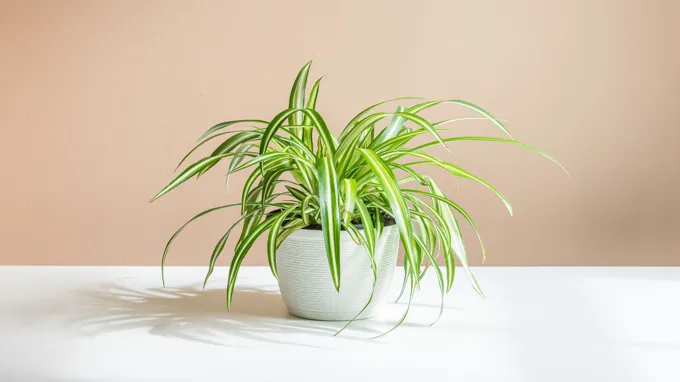 where to get a spider plant