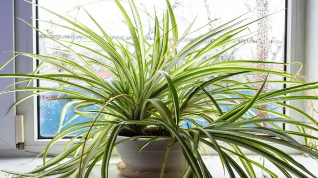 Where to Get a Spider Plant: The Best Places for Buying or Adopting this Popular Houseplant