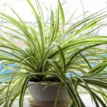 Where to Get a Spider Plant: The Best Places for Buying or Adopting this Popular Houseplant