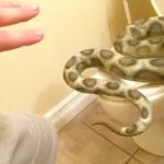 Where to Get a Toilet Snake: Top Places to Find a Reliable Plumbing Tool