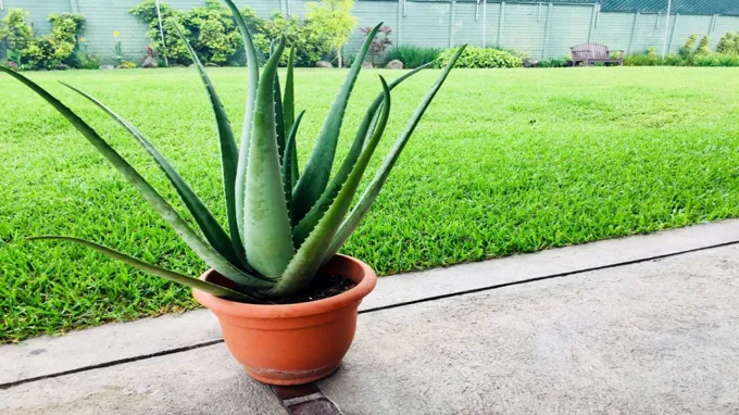 where to get aloe plant