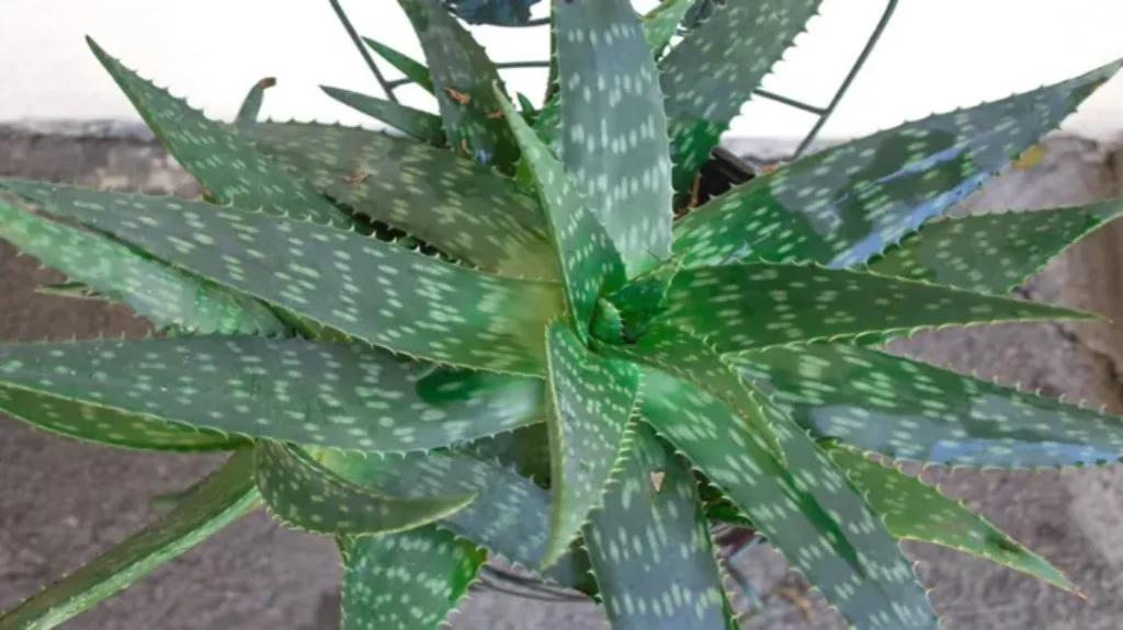 Where to Get Aloe Plant: Top 5 Places to Find Your Perfect Succulent