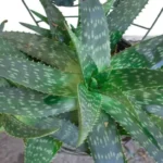 Where to Get Aloe Plant: Top 5 Places to Find Your Perfect Succulent