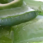 Where to Get Aloe Vera Plant: Your Complete Guide to Sourcing the Perfect Aloe Plant