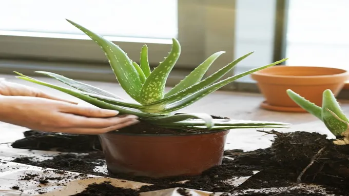 where to get an aloe vera plant