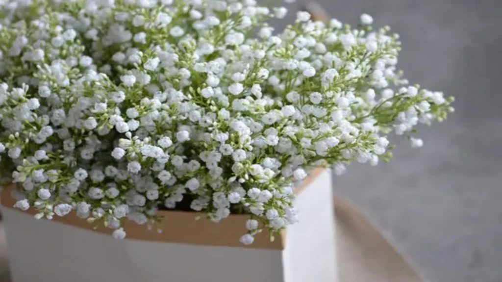 Where to Get Baby’s Breath: The Best Places to Find This Popular Flower