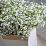 Where to Get Baby’s Breath: The Best Places to Find This Popular Flower