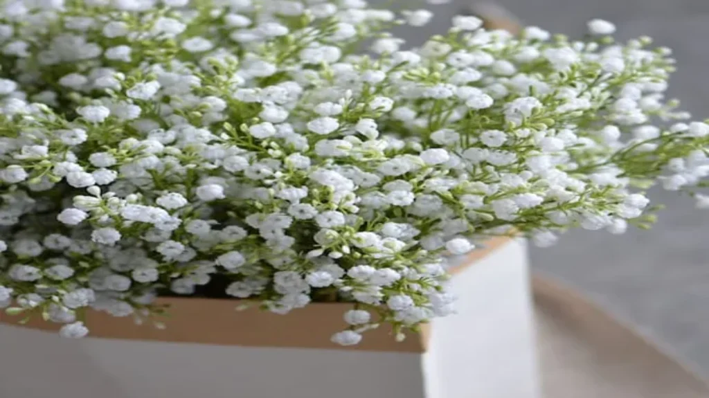 Where to Get Baby’s Breath: Top Places to Find Beautiful Blooms for Your Event