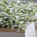 Where to Get Baby’s Breath: Top Places to Find Beautiful Blooms for Your Event