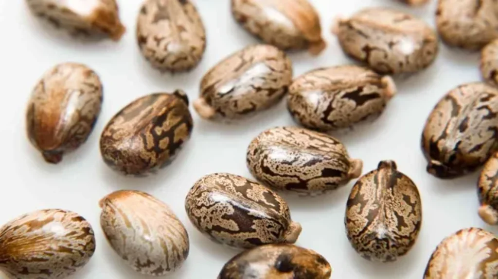 Where to Get Castor Beans: Your Ultimate Guide to Sourcing this Versatile Crop