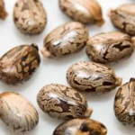 Where to Get Castor Beans: Your Ultimate Guide to Sourcing this Versatile Crop